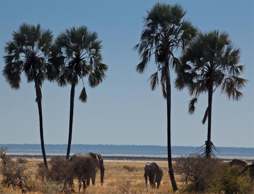 Вилла Mokuti Etosha Намутони Экстерьер фото
