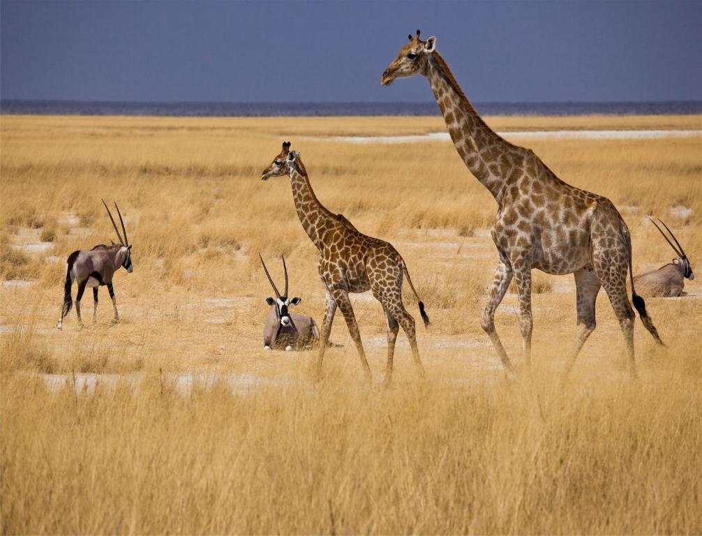 Вилла Mokuti Etosha Намутони Экстерьер фото