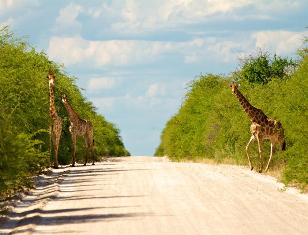 Вилла Mokuti Etosha Намутони Экстерьер фото